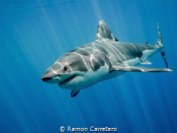 Great White Shark at Guadalupe Island by Ramon Carretero 